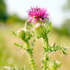 Distel :)