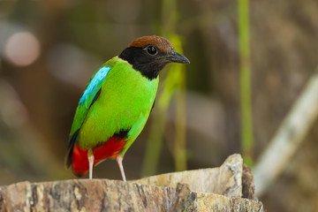Fototapeta premium Hooded Pitta (Pitta sordida) on the wood