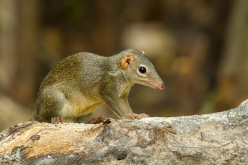 Common treeshrew or Southern treeshrew (Tupaia glis)