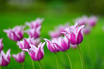 Fototapeta premium tulip