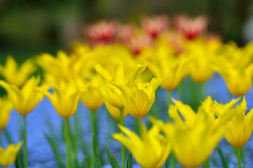 Obraz premium tulip