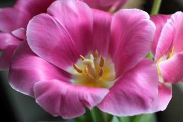 Pink tulip with yellow stamen close up