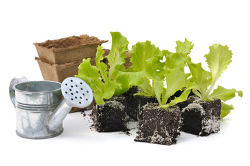 plants de salade