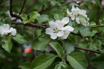 Apple blossom.