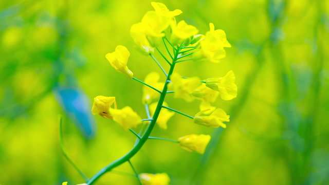 Field of rapeseed plant