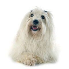 coton de tulear