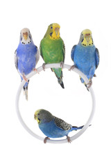 budgie