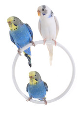 Obraz premium budgie
