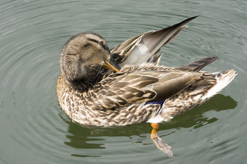 Kaczki krzyżówki © Zbyszek Nowak