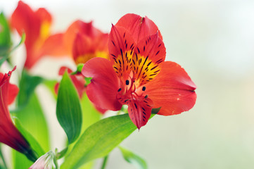 Bouquet of alstromeria