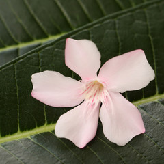 pink oleander on green leaf background