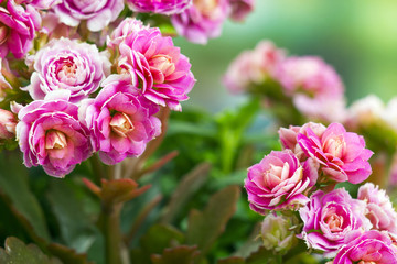 Kalanchoe flower