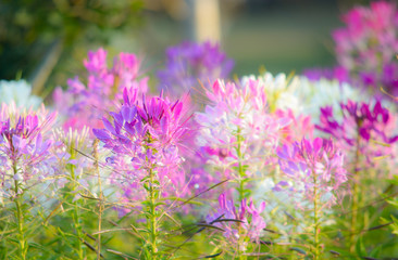 Obraz premium Spider Flower (Cleome spinosa)