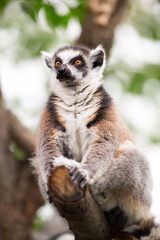 Obraz premium lemur (lemur catta)