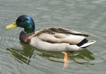 Kaczki krzyżówki © Zbyszek Nowak