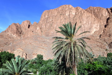Fototapeta na wymiar Palm tree grove in Dades Valley, Morocco 