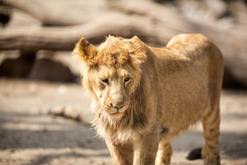 Lioness