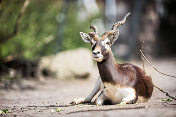 Beautiful gazelle llying
