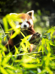 Obraz premium lesser panda eating