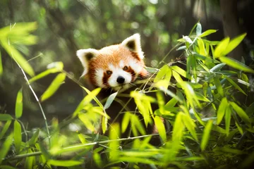 Furniture stickers Panda red panda