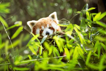 Zelfklevend Fotobehang Panda Jonge rode panda