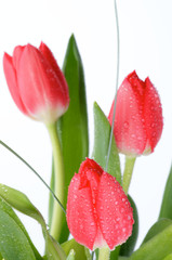 Spring Tulips