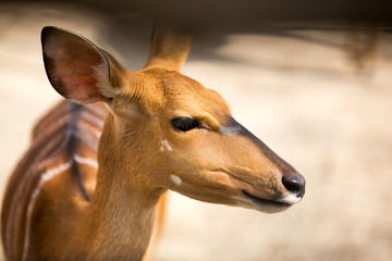 Bambi portrait