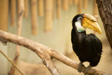 Hornbill with yellow beak