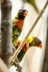 couple parrot