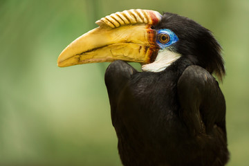 Papuna hornbill