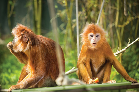 ebony langurs, orange monkeys