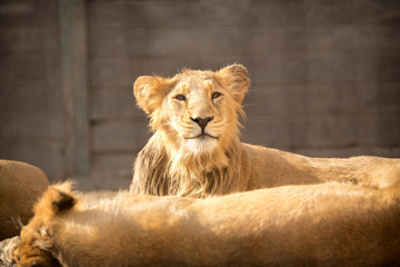 Funny lion