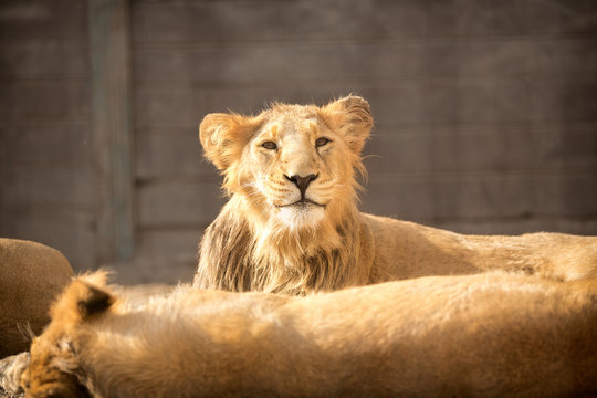 Funny Lion