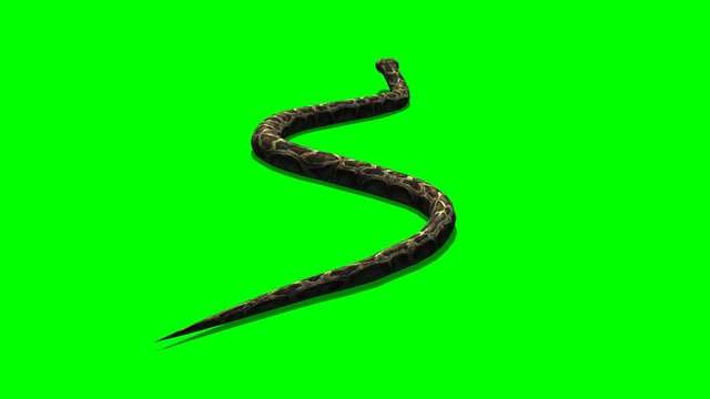 python snake crawls - green screen