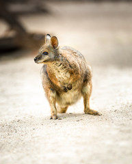 Kangaroo,  tammar wallaby © luckybusiness