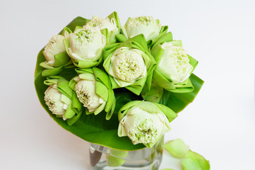 green white lotus flower