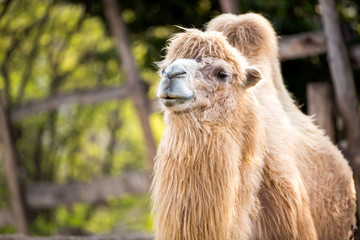 Fototapeta premium Bactrian camel