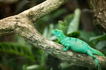 Chameleon