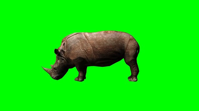rhinoceros  graze - green screen