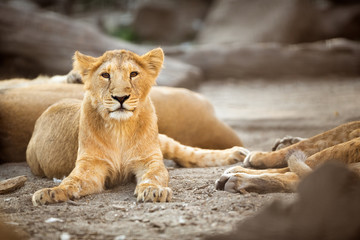 Fototapeta na wymiar Young lioness