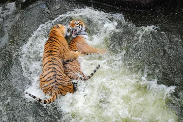 Crédence de cuisine en verre imprimé Tigre Des tigres de Sibérie jouent à la lutte dans l& 39 eau