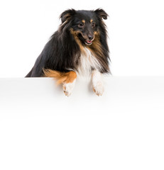 Sheltie dog breed