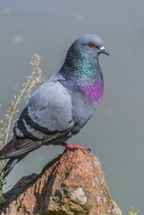 piccione di profilo