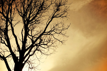 Silhouette of dead Tree without Leave