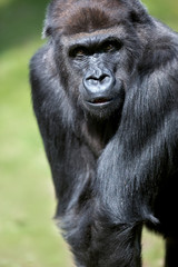 Fototapeta premium Gorilla portrait