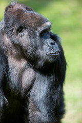 big male gorilla