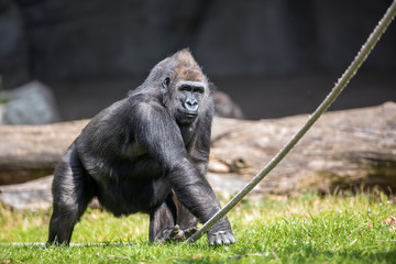 male gorilla © luckybusiness