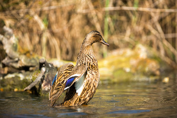 A duck with open wings