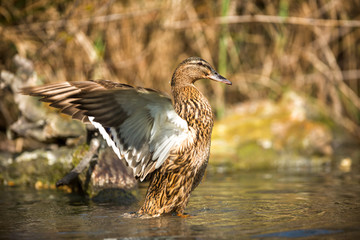 Duck is getting ready to fly