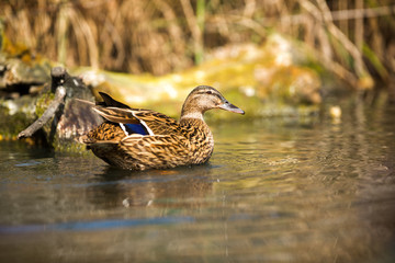 Duck